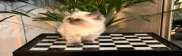 Persian cats for sale: Soo affectionate "Hand reared",persian kitten (M)  - Advert 7