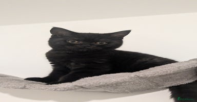 British Shorthair cats - Advert 6