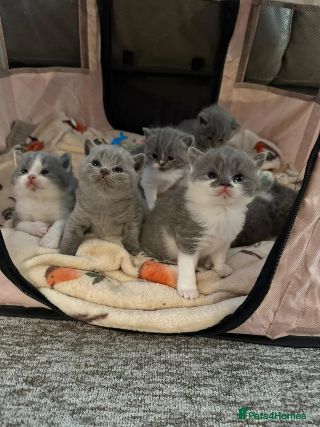 British Shorthair cats for sale: British Shorthair Boys - Advert 11