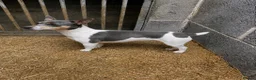 Jack Russell dogs for sale: Pure breed short tail Jackrussell pups  - Advert 13