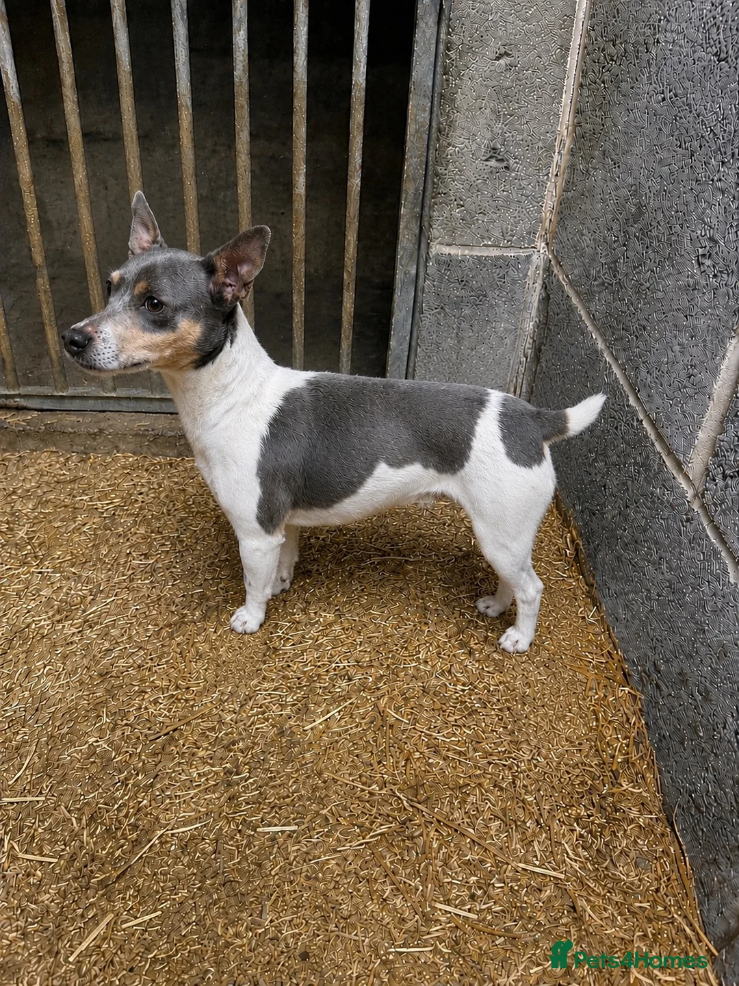 Jack Russell dogs for sale: Pure breed short tail Jackrussell pups  - Advert 13