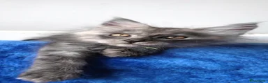 Maine Coon 4