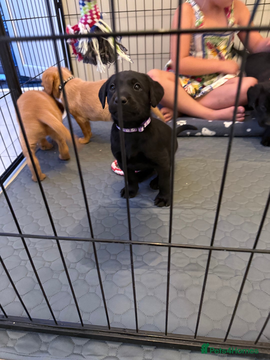 Labrador Retriever dogs for sale: Black/fox Labrador kc with 5 wks free insurance  - Image 32