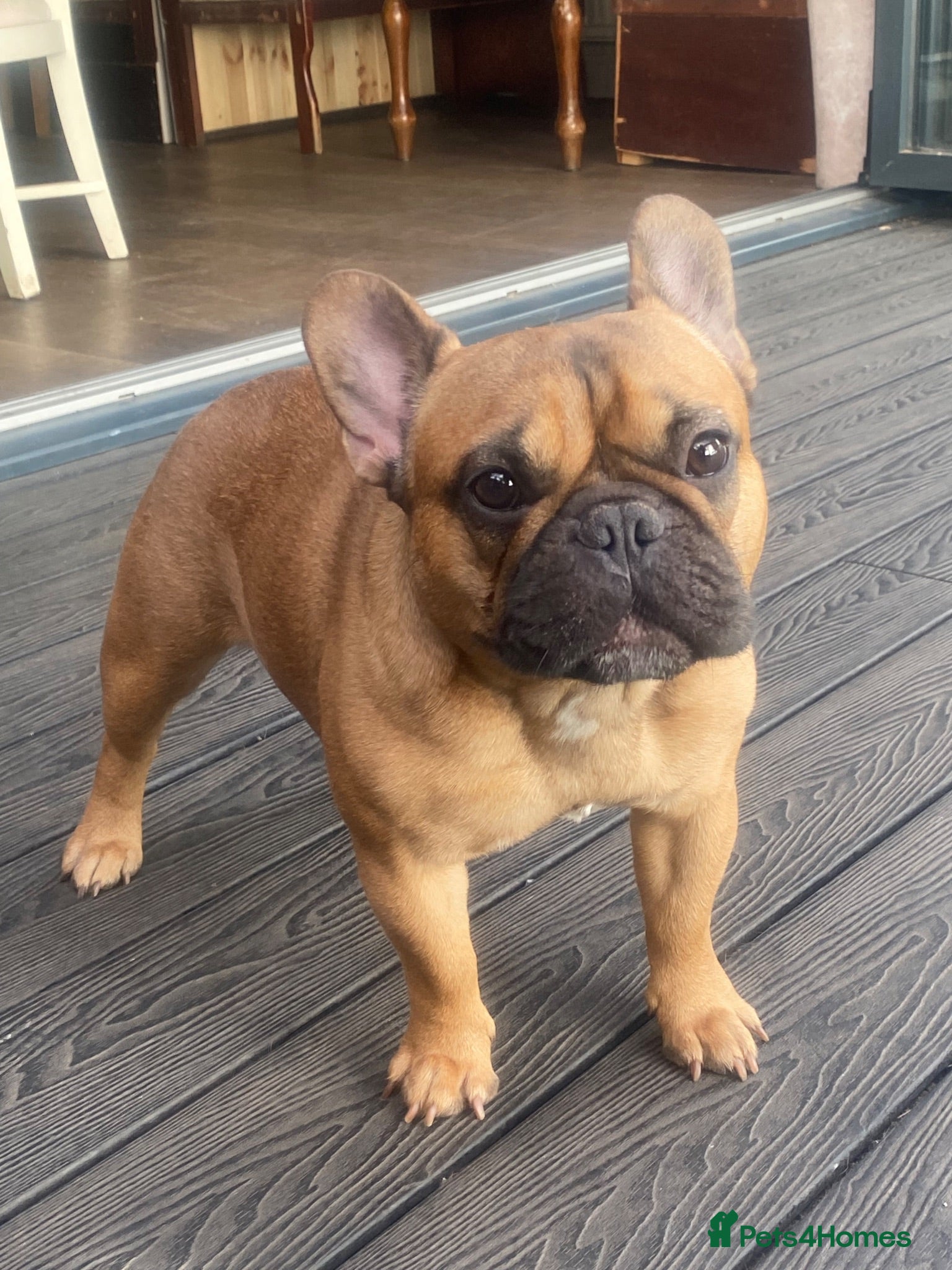 French Bulldog dogs Rodney - Advert 1