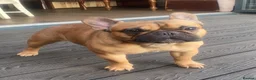 French Bulldog dogs for stud: Rodney - Advert 1