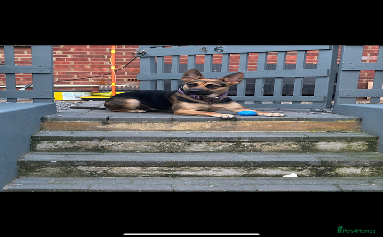 German Shepherd dogs - Advert 1