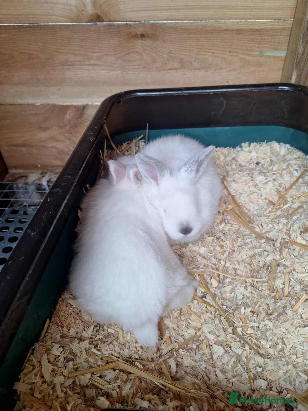 New Zealand rabbits for sale: New Zealand white cross with Californian Rabbits - Advert 2