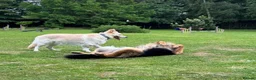 German Shepherd dogs for sale: Apricot/Cream GSD FEMALE  - Advert 30