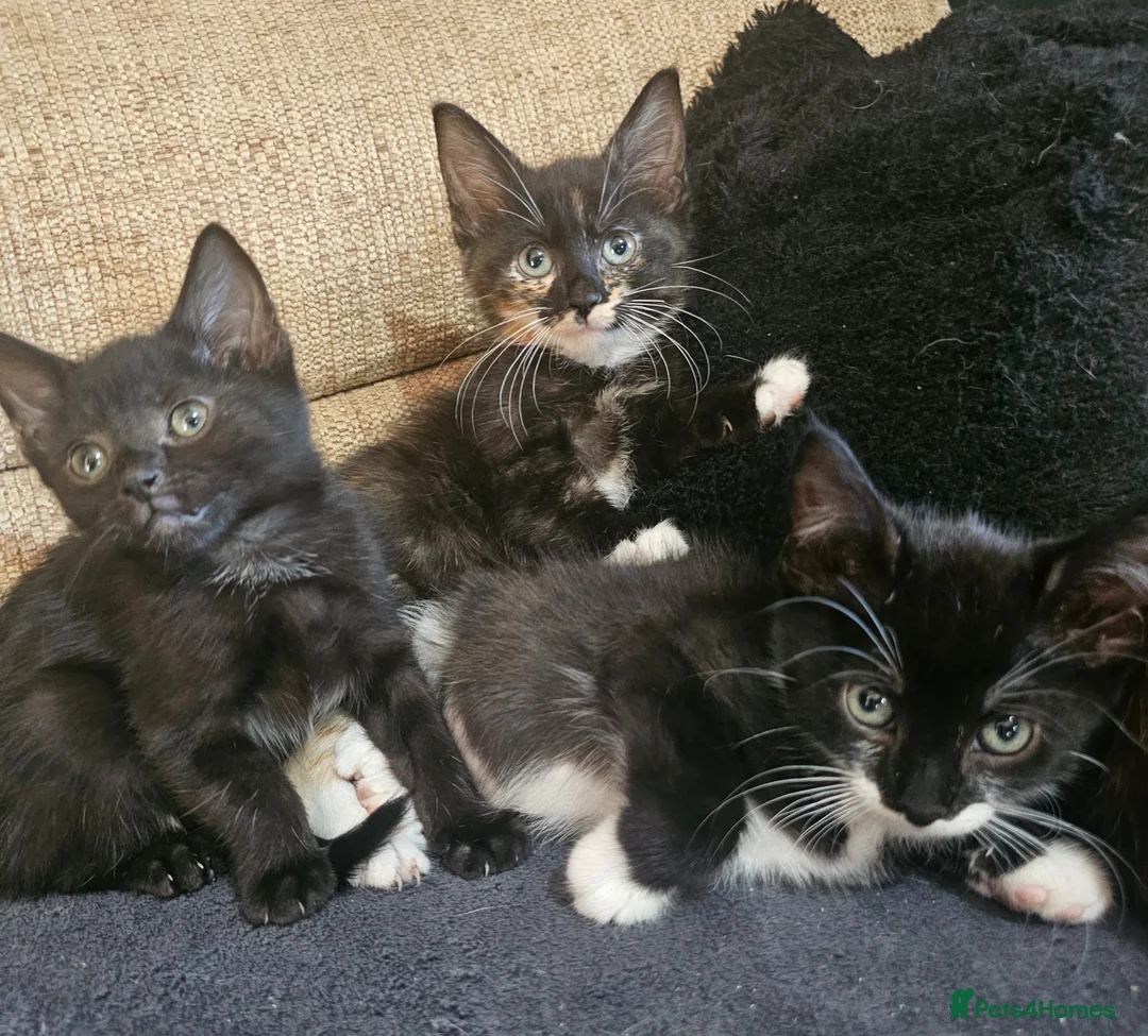 Mixed Breed cats for sale: Adorable mixed breed kittens  - Advert 1
