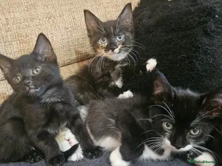 Mixed Breed cats Adorable mixed breed kittens - Advert 1