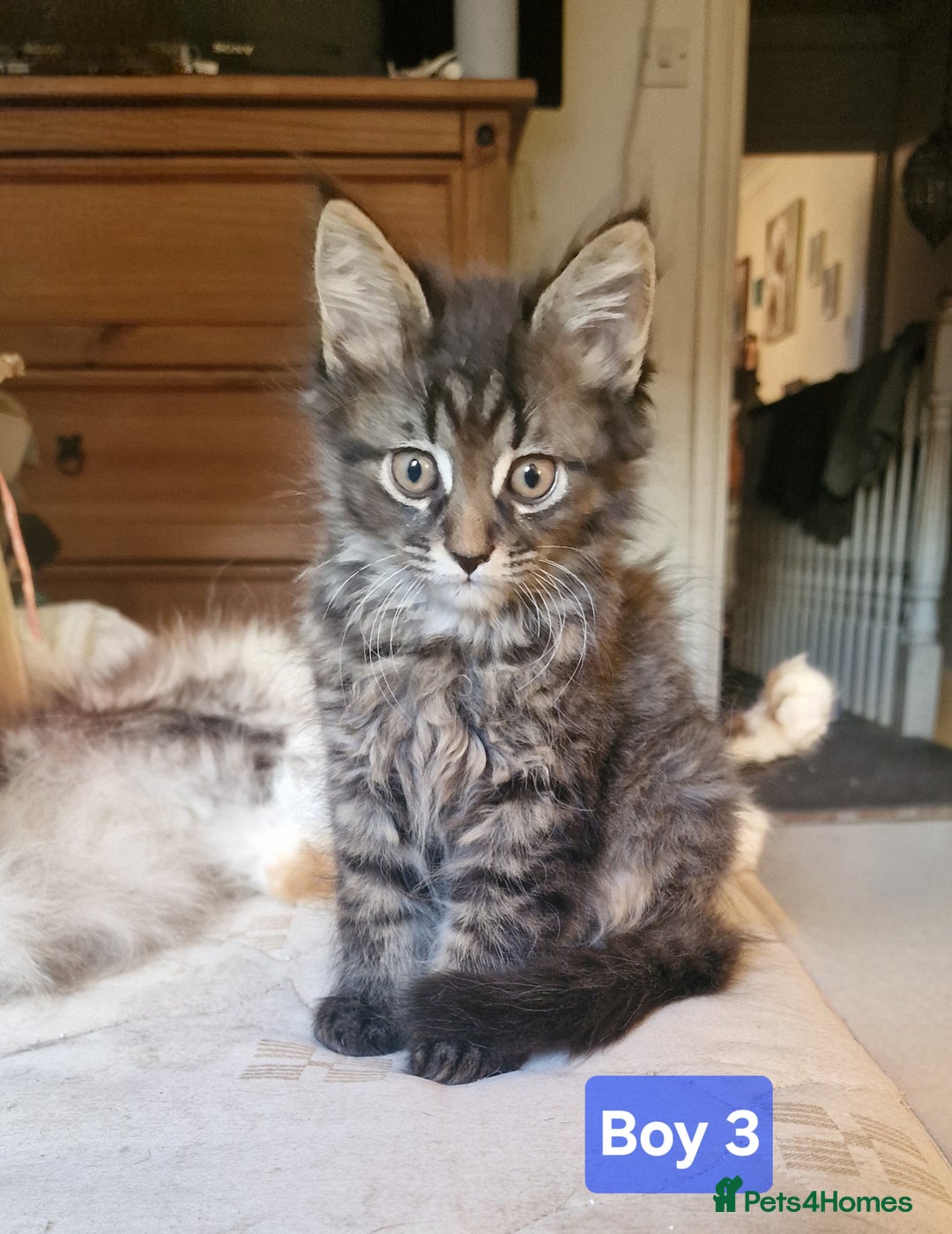 Maine Coon cats for sale: Gorgeous Half Maine Coon Boys and Girls  - Image 7
