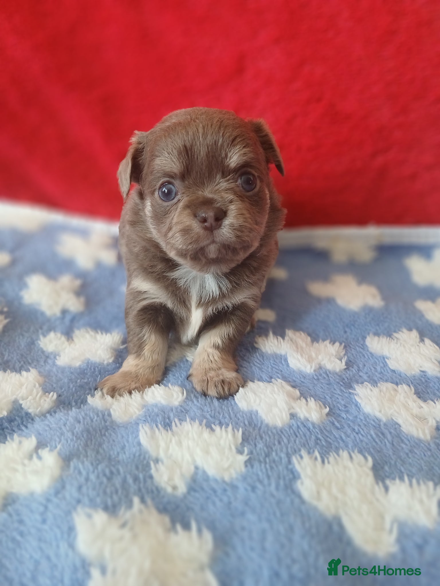 Chihuahua dogs  ❤️KC REG LONG COAT STUNNING PUPPIES❤️ - Advert 2