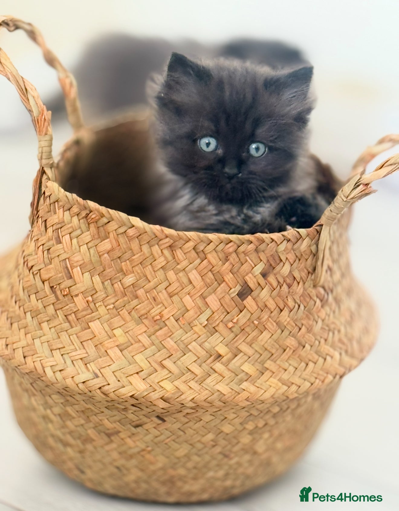Mixed Breed cats The last Ragdoll & British long hair kitten - Advert 2