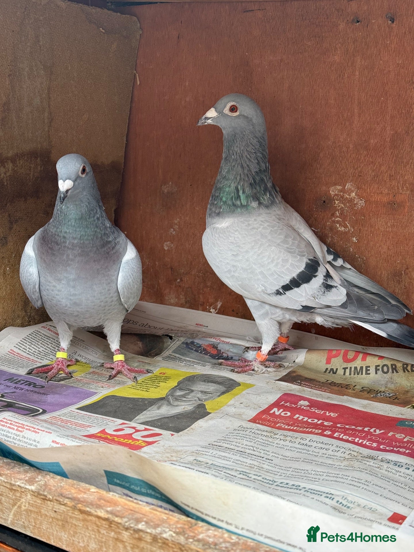 Pigeons birds for sale: Afghani pigeons & 6 Female Racing for Sale  - Advert 6