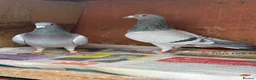 Pigeons birds for sale: Afghani pigeons & 6 Female Racing for Sale  in London - Advert 1