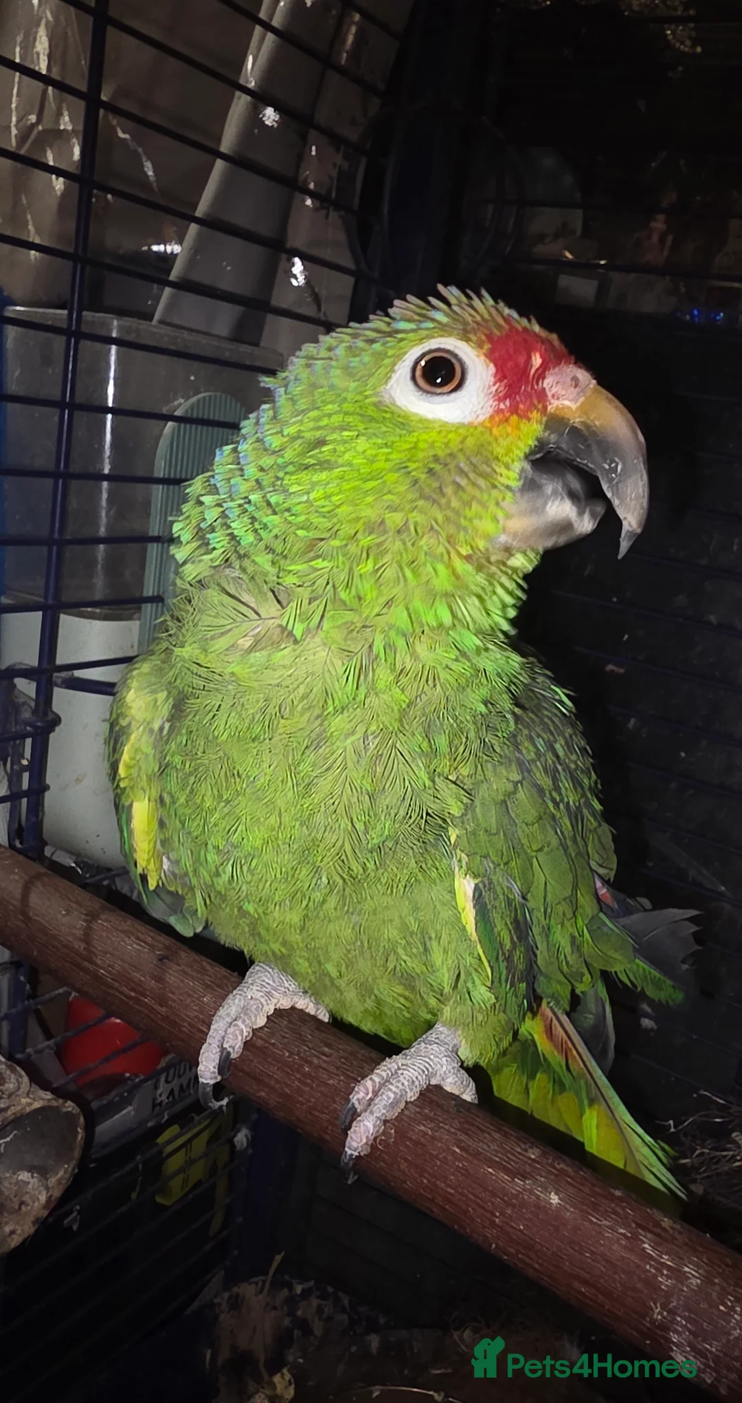 Parrots birds for sale: Amazon talking red head parrot  - Advert 2