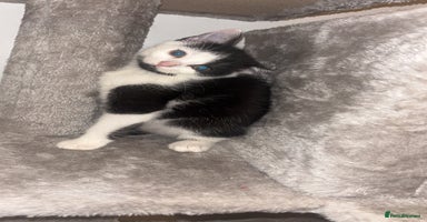 Maine Coon cats British Short Hair Cross Kittens❤️ - Advert 2