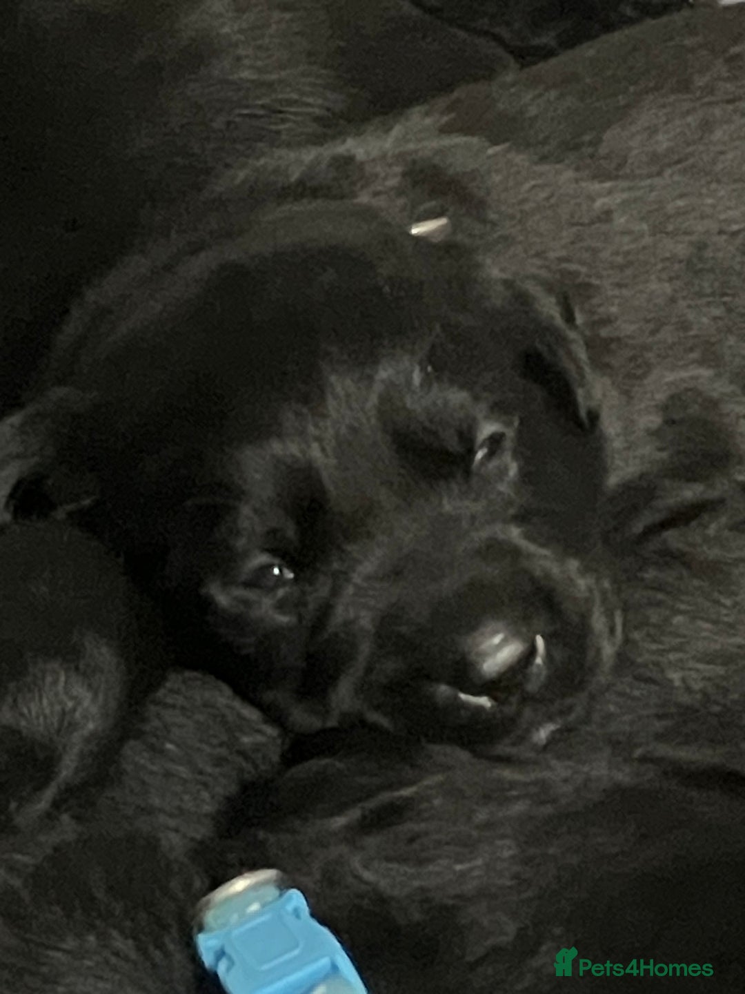 Labrador Retriever dogs for sale: Litter of 10 Beautiful black Puppies - Advert 7