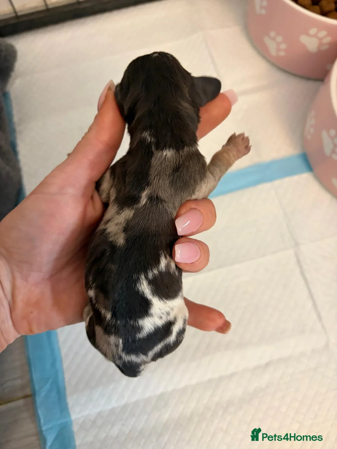 Miniature Dachshund dogs for sale: Miniature KC reg dachshunds - Advert 2