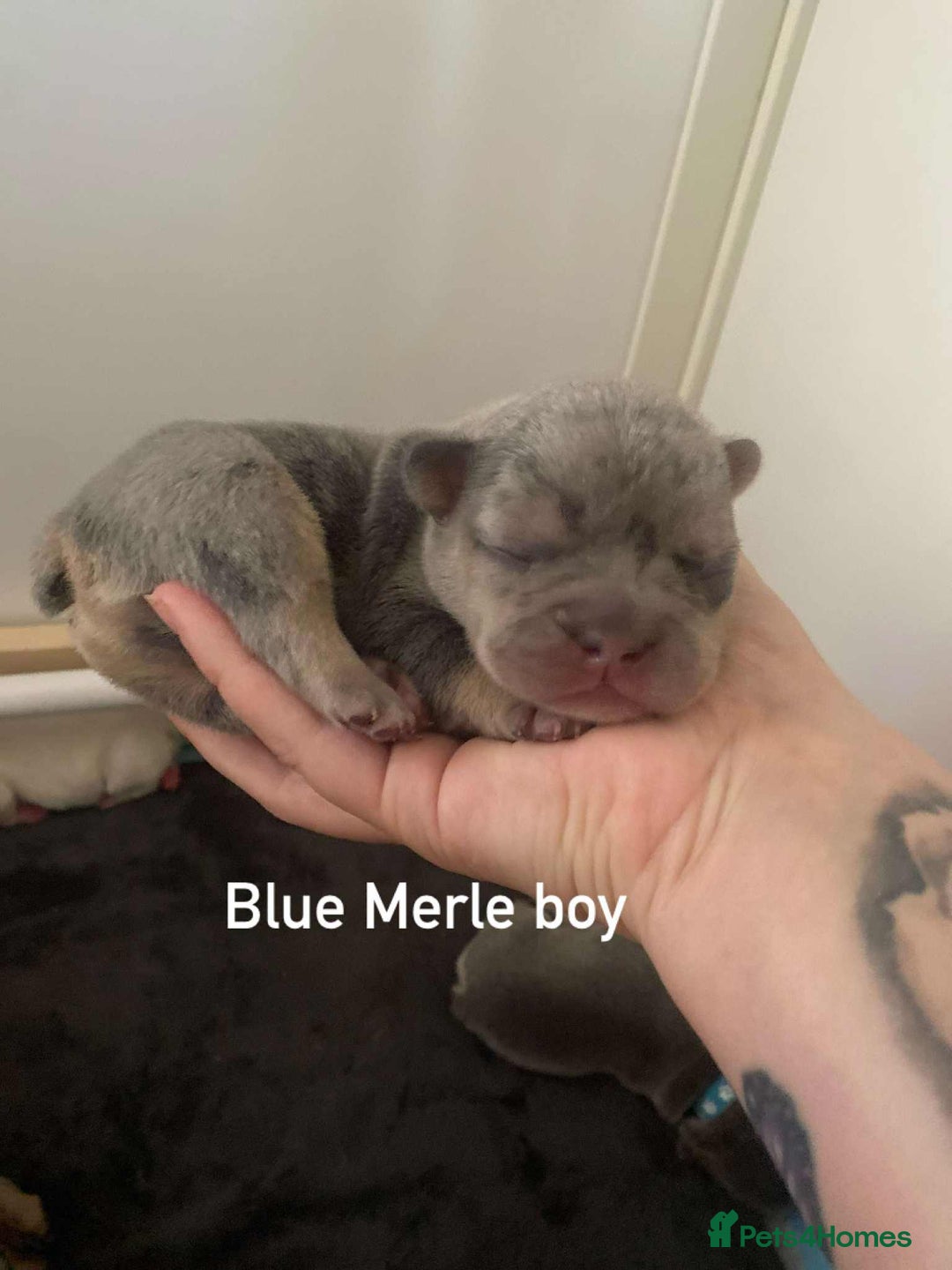 French Bulldog dogs for sale: Beautiful frenchie puppies 🐶  - Image 6
