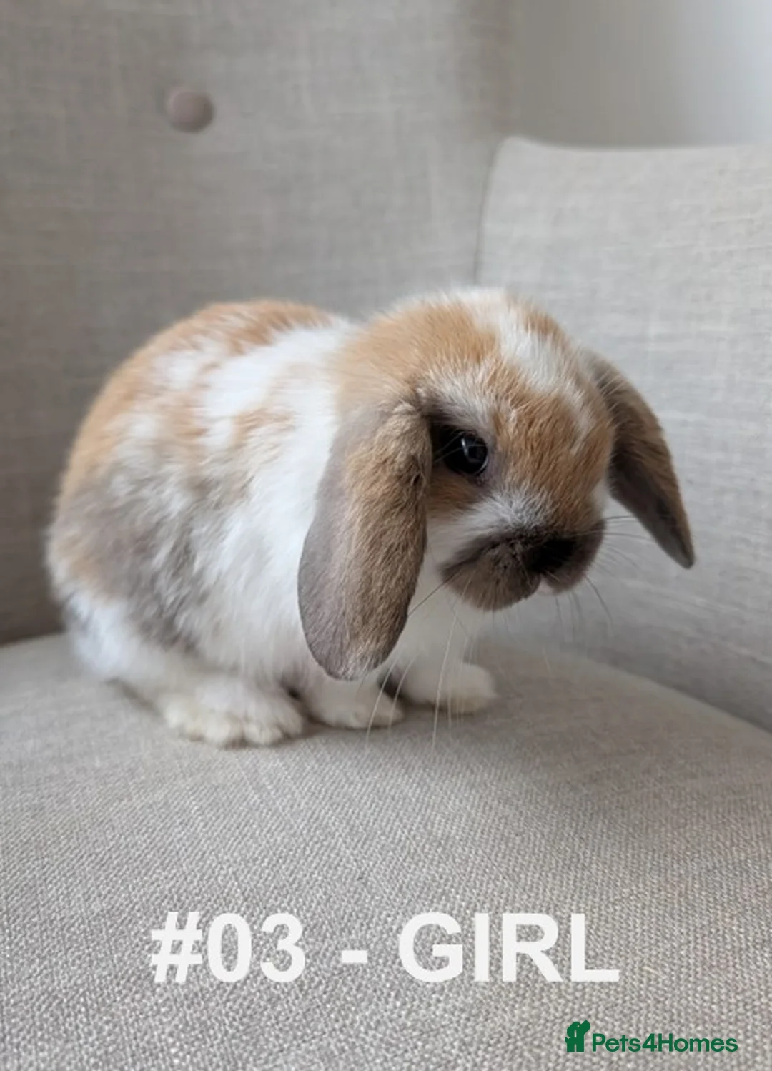 Mini Lop rabbits for sale: Exceptional Mini-Lops. Collect from: 11th May - Advert 2
