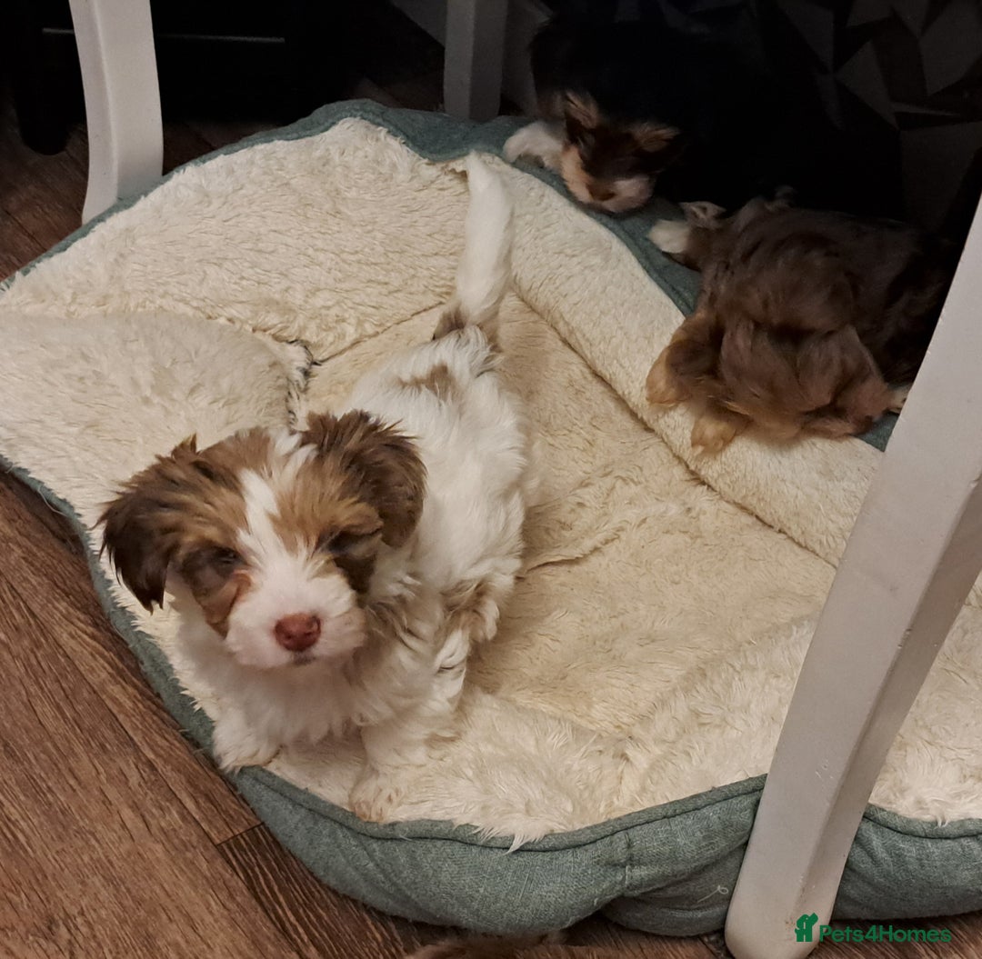 Yorkshire Terrier dogs for sale: 1 Boy & 3 Girls with Unique Coats - Advert 6