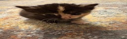 Mixed Breed cats for sale: Beautiful female Kitten 4 weeks old  - Advert 6
