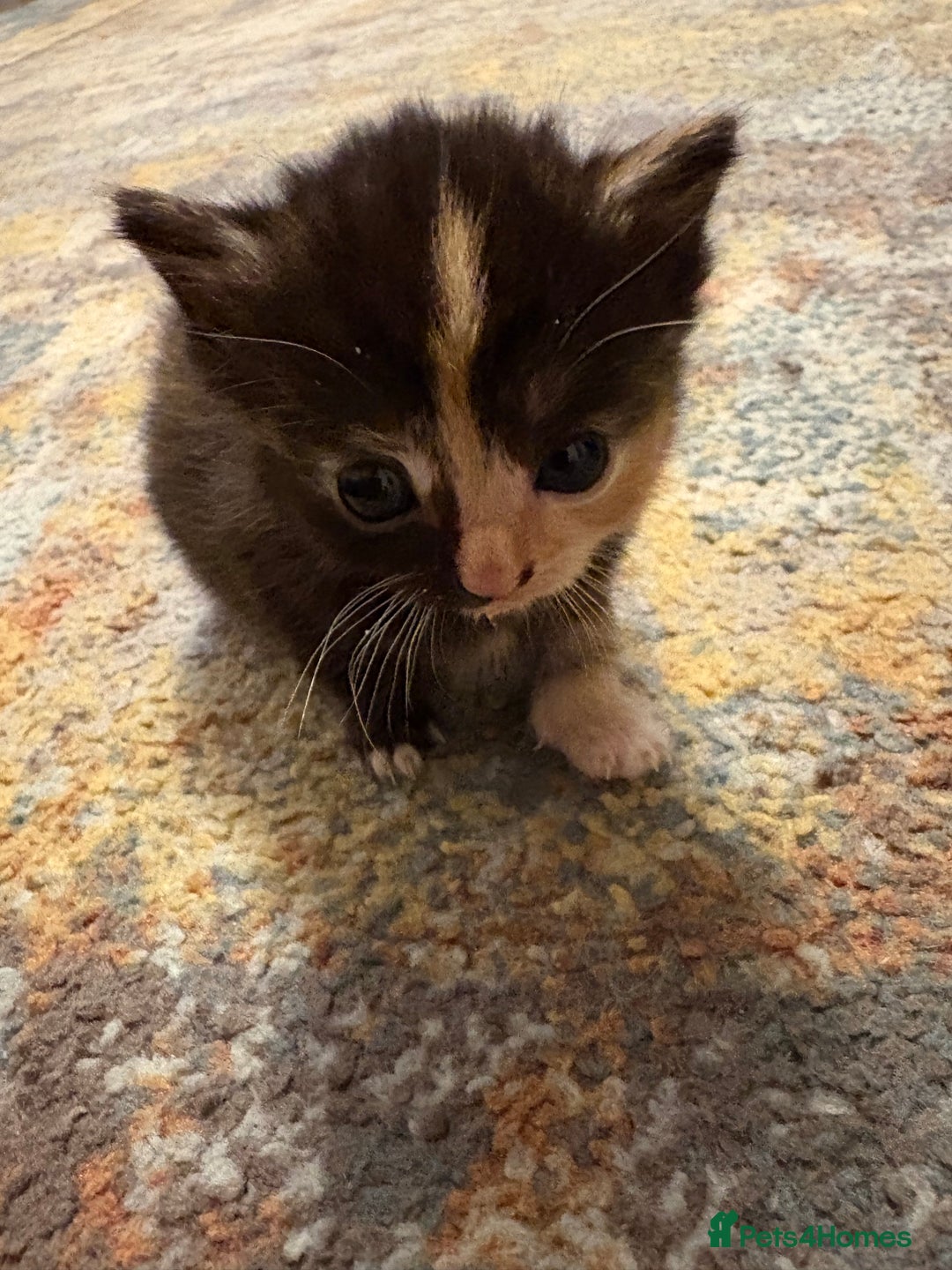 Mixed Breed cats for sale: Beautiful female Kitten 4 weeks old  - Advert 6
