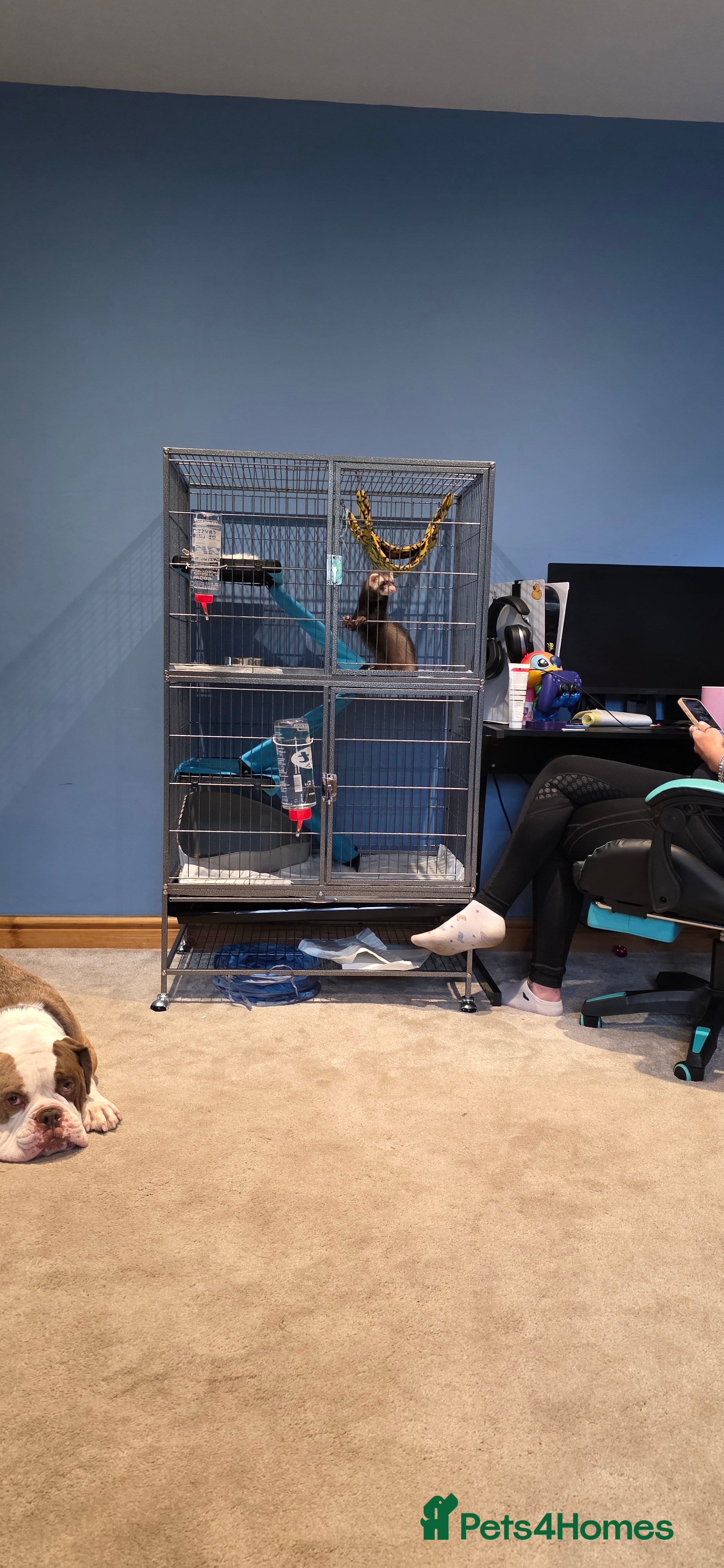 Ferret rodents 2x male ferrets. With cages. PLEASE READ! - Advert 1