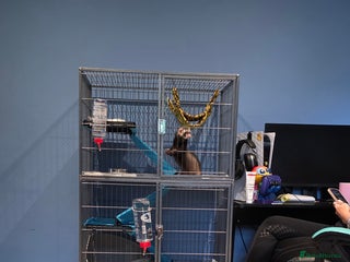 Ferret rodents - Advert 4