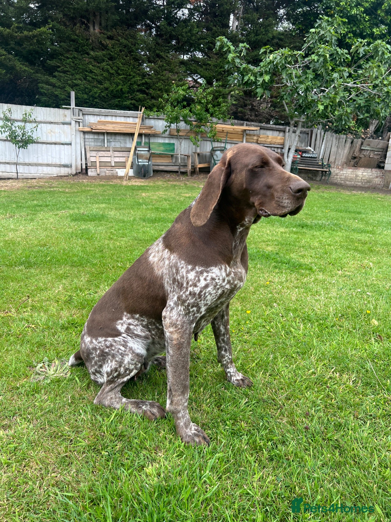 German Shorthaired Pointer dogs Beautiful KC Registered Female GSP | 5 Years Old  - Advert 1