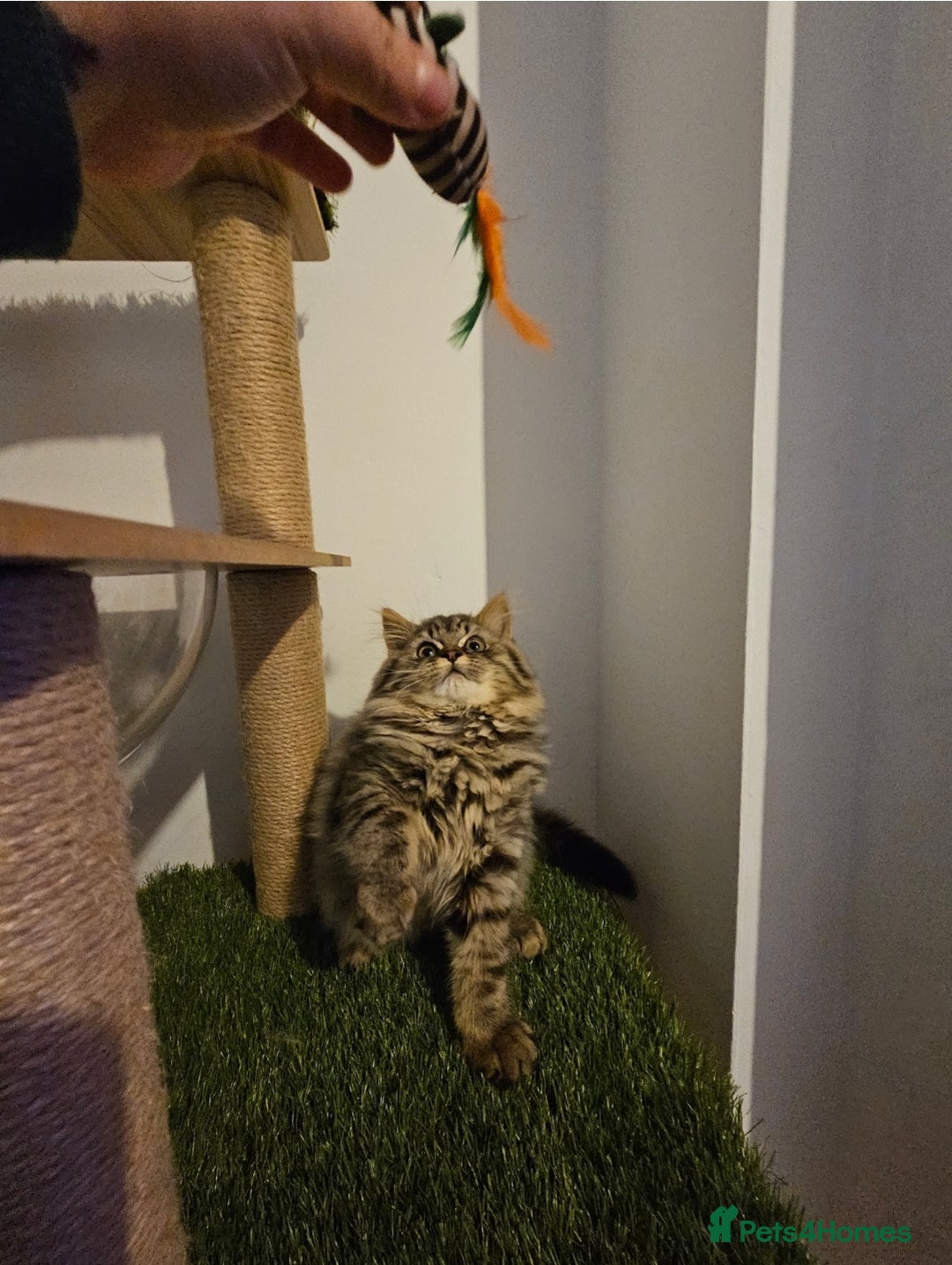 British Longhair cats for sale: British longhair mix fluffy kittens  - Advert 14