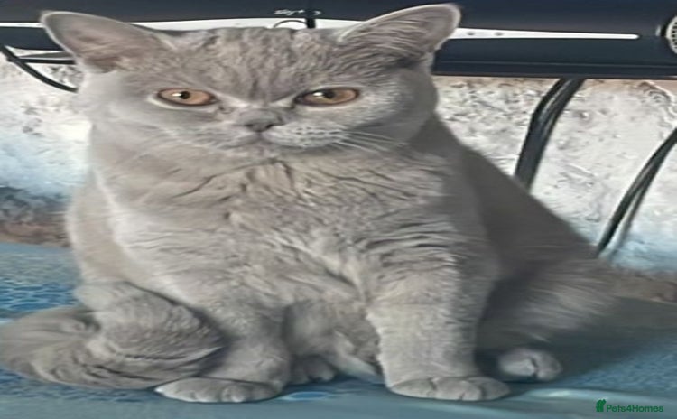 British Shorthair cats Female British shorthair  - Advert 1
