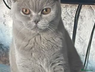 British Shorthair cats for sale: Female British shorthair - Advert 1