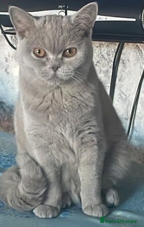 British Shorthair cats Female British shorthair - Advert 1