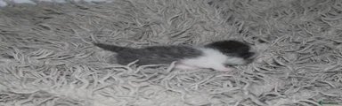 Persian 1