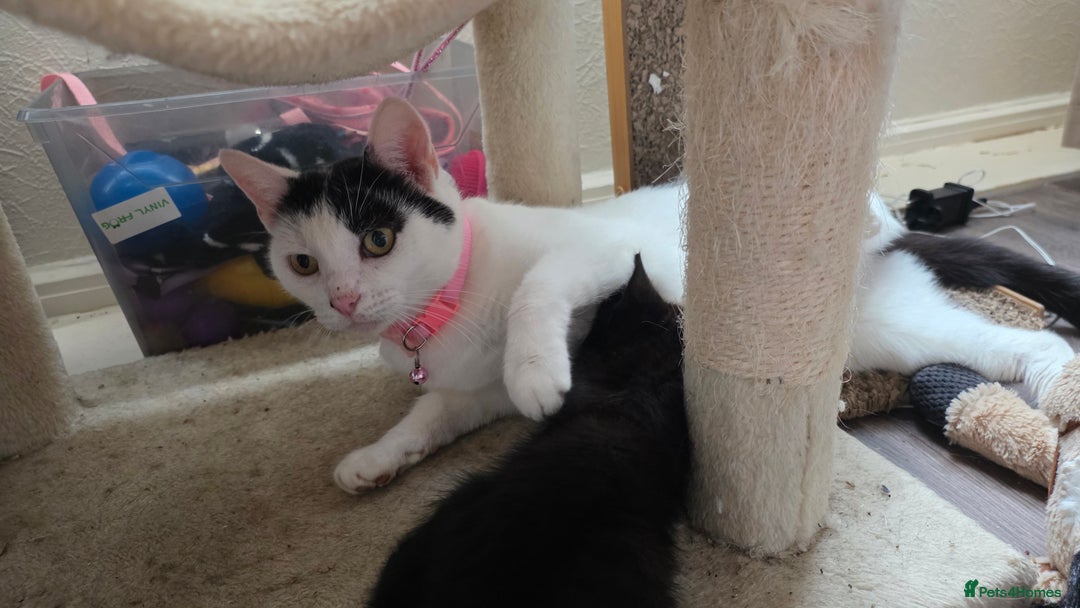 British Shorthair cats for sale: 4 beautiful kittens  - Image 9