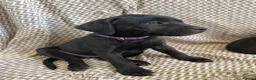 Staffordshire Bull Terrier dogs for sale: SOLD.  - Advert 9