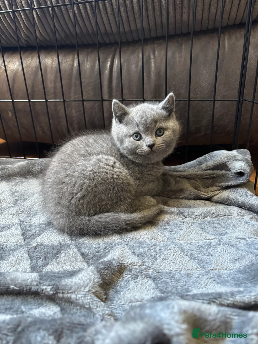 British Shorthair cats for sale: 3 Beautiful British Shorthair Kittens - Advert 5