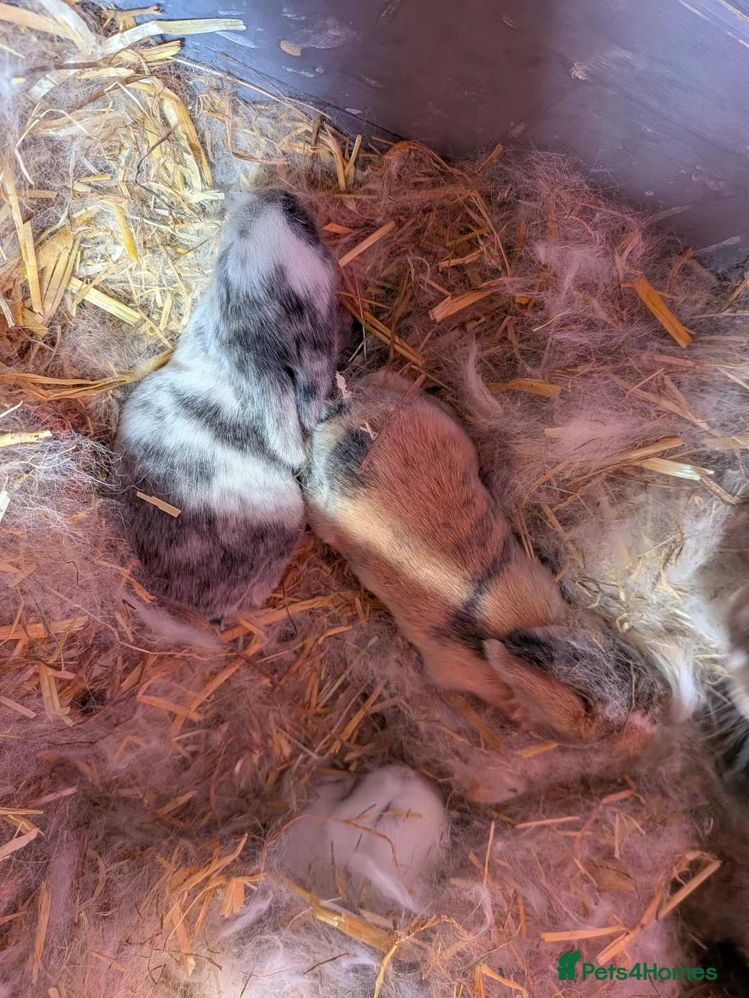 English Lop rabbits for sale: 5 English lops  - Advert 4