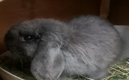 Mini Lop rabbits for sale: Stunning 2x mini lop and mini lop x lionhead - Image 2