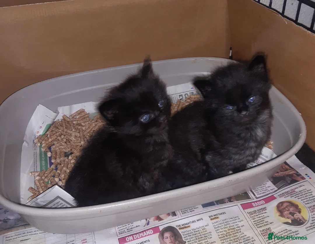 Mixed Breed cats for adoption: 3 Lovely rescue kittens in Potters Bar - Advert 2