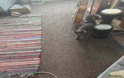 Ragcoon cats for sale: Maine coon X Ragdoll kitten - Image 18