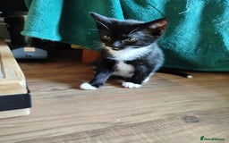 British Shorthair cats for sale: 2 well natured male kittens available now - Image 4