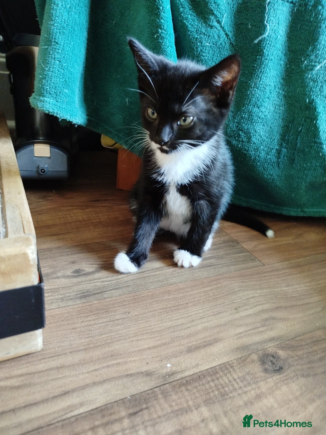 British Shorthair cats for sale: 2 well natured male kittens available now - Image 4