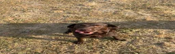 Labrador Retriever dogs for sale: Loving loyal Labrador  - Advert 3