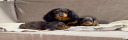 Miniature Dachshund dogs for sale: STUNNING LONG HAIRED KC MINI DACHSHUND PUPPIES - Advert 8