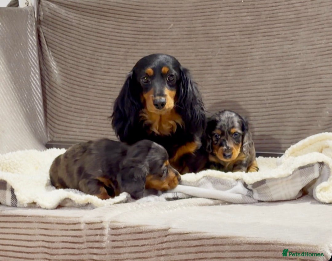 Miniature Dachshund dogs for sale: STUNNING LONG HAIRED KC MINI DACHSHUND PUPPIES - Advert 8