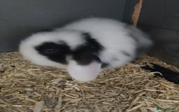 Mini Lop rabbits for sale: Mini lop rabbits  - Image 9