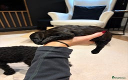 Cavapoo dogs for sale: Cavapoo (Cavalier Backcross) Puppies - Image 29